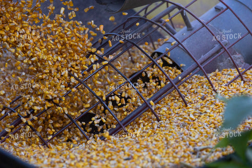 Corn Feeding into Auger 52487