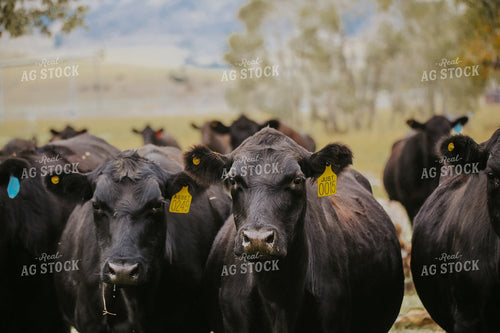 Black Angus Cattle 275006