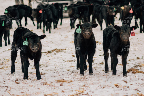 Winter Calves in Snow 53092