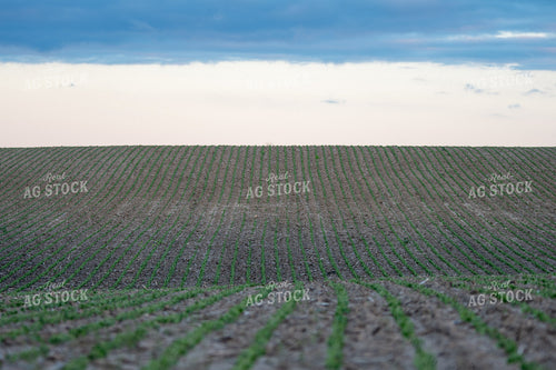 Early Growth Soybeans 50503
