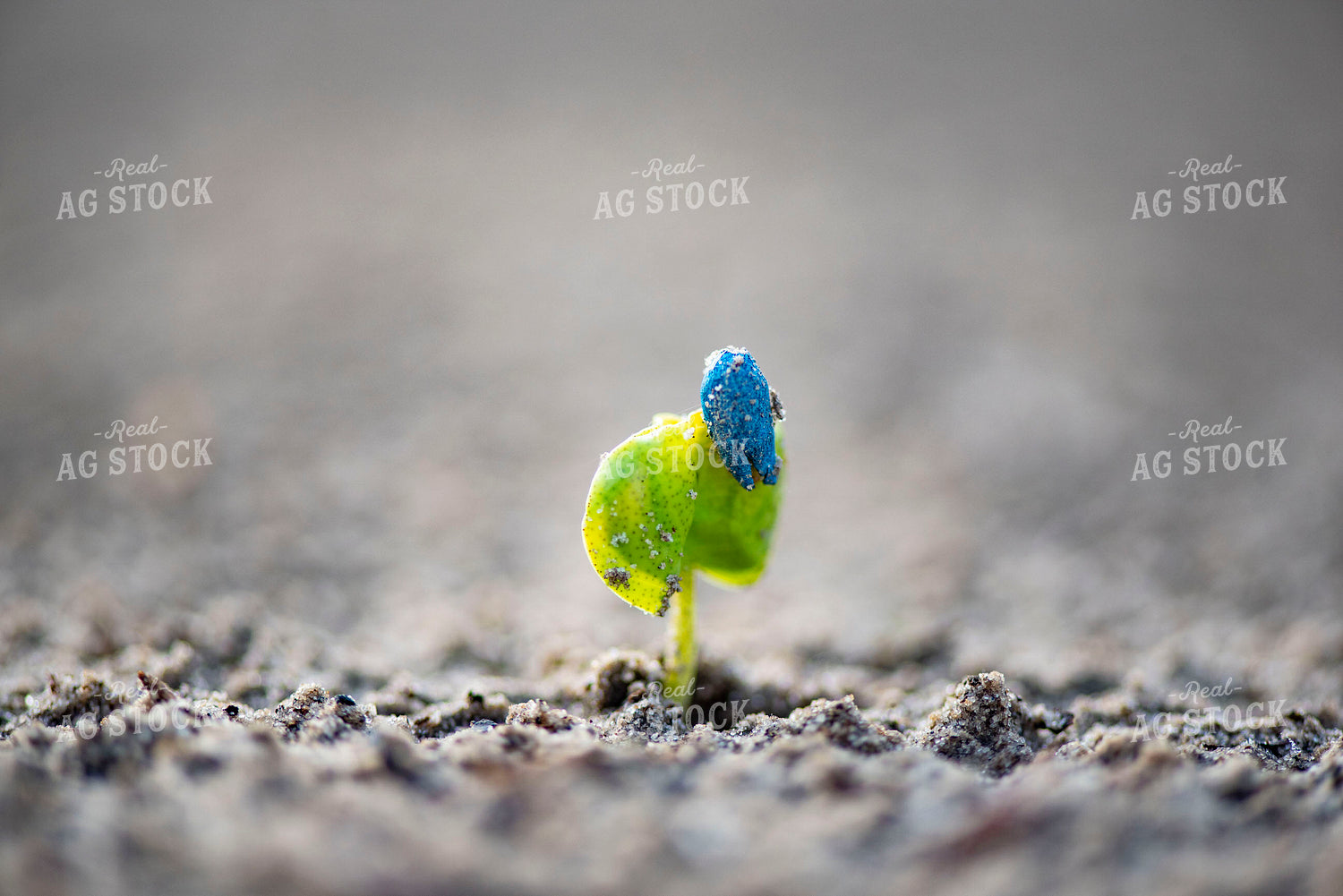 Cotton Seedling Emerges from Ground with Seed Coat Remaining 136035