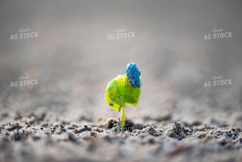 Cotton Seedling Emerges from Ground with Seed Coat Remaining 136035