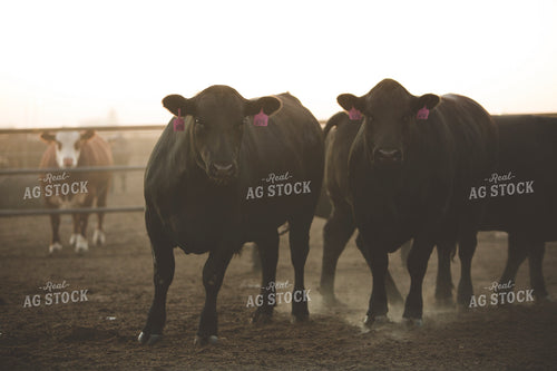 Feedyard Cattle 3900