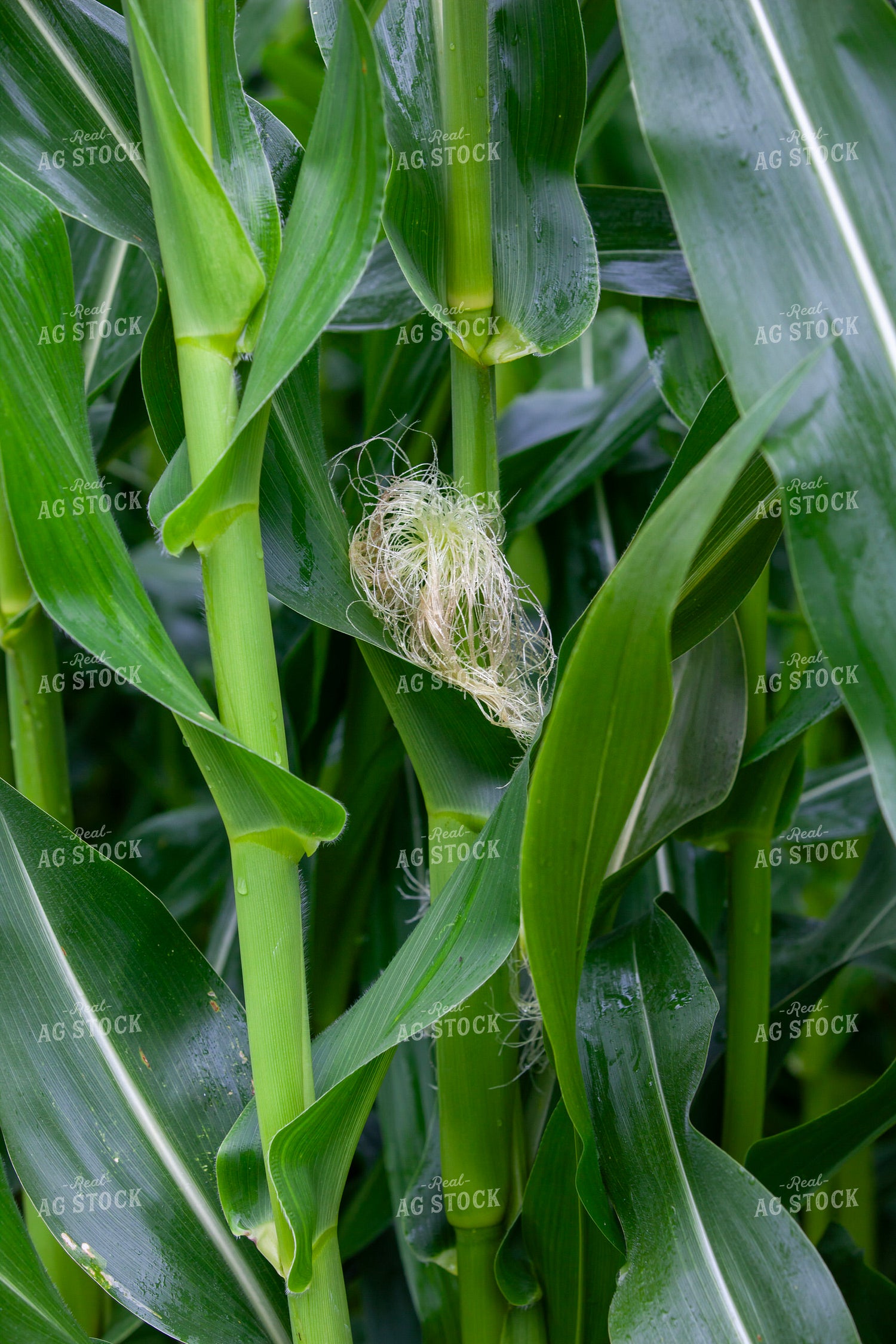 Corn Silk 132126