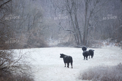 Cattle 1659