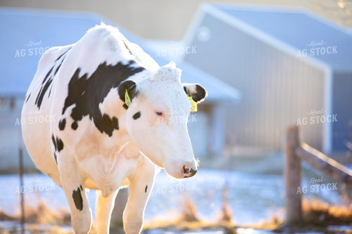 Holstein Dairy Cow 55001