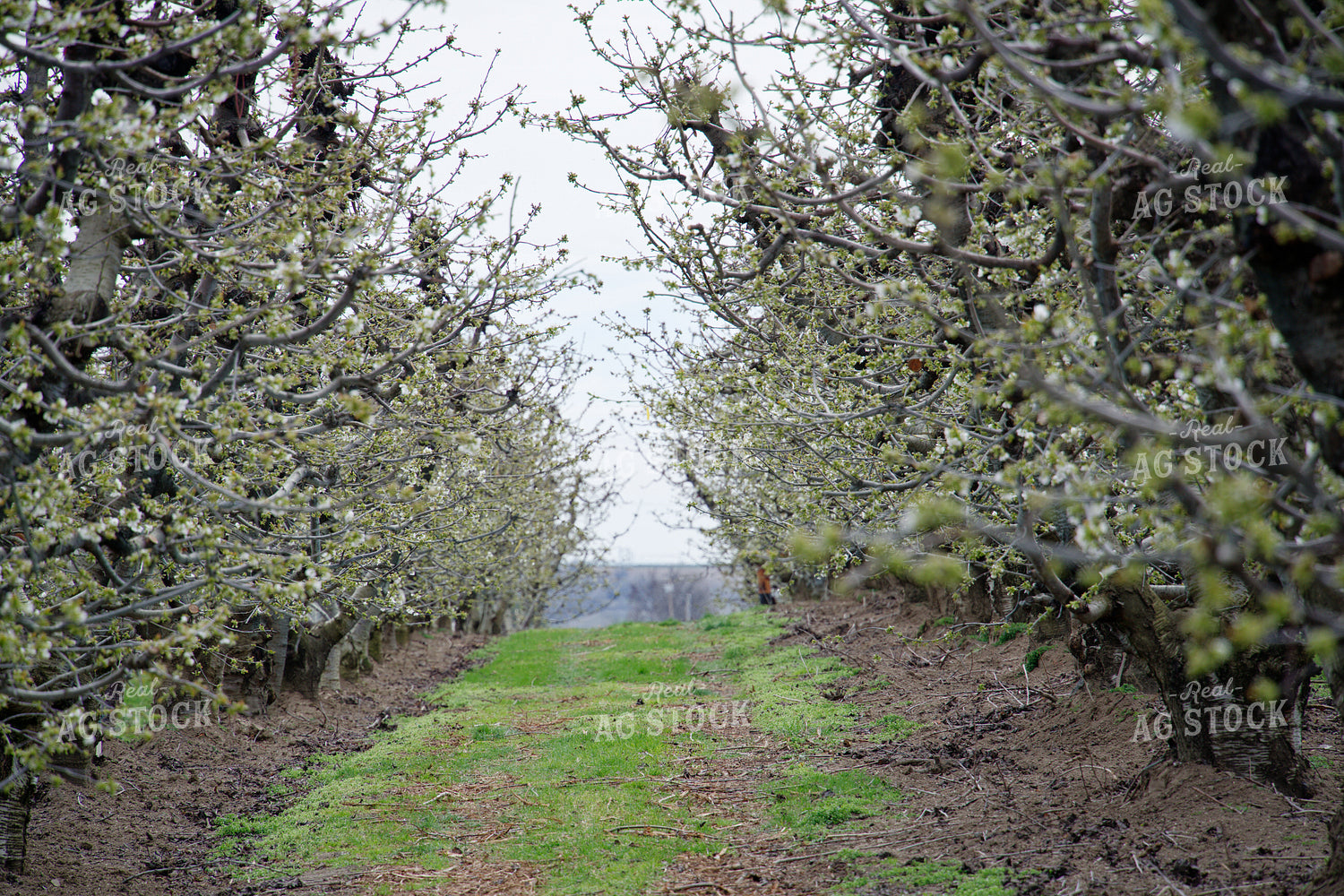 Cherry Orchard 146085