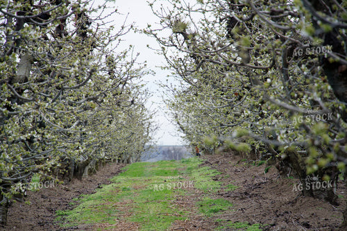 Cherry Orchard 146085
