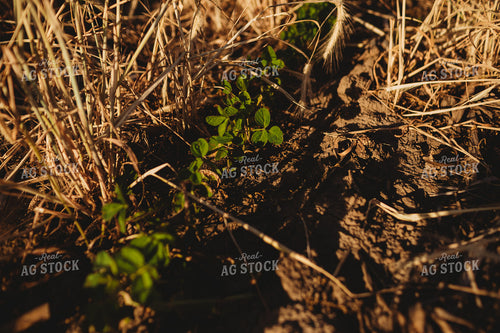 V3 Soybeans in Rye Cover Crop 5802