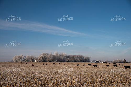 Cattle in Corn Stalks 76055