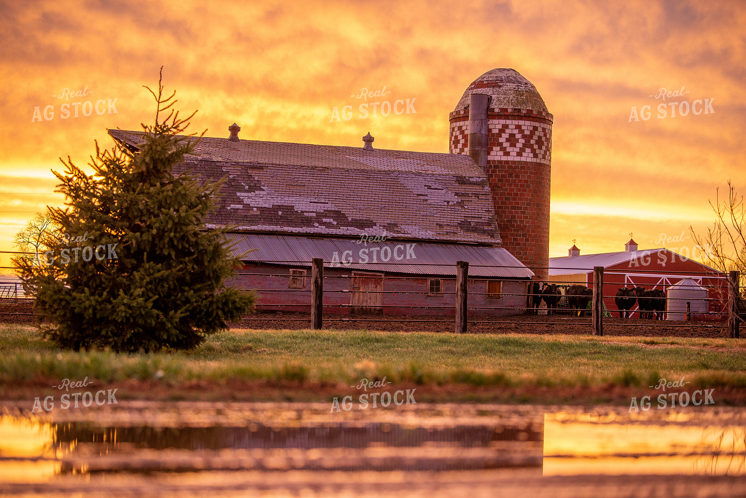 Farmyard at Sunsest 299029