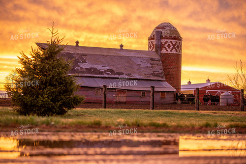 Farmyard at Sunsest 299029