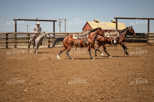 Training Colts 78243