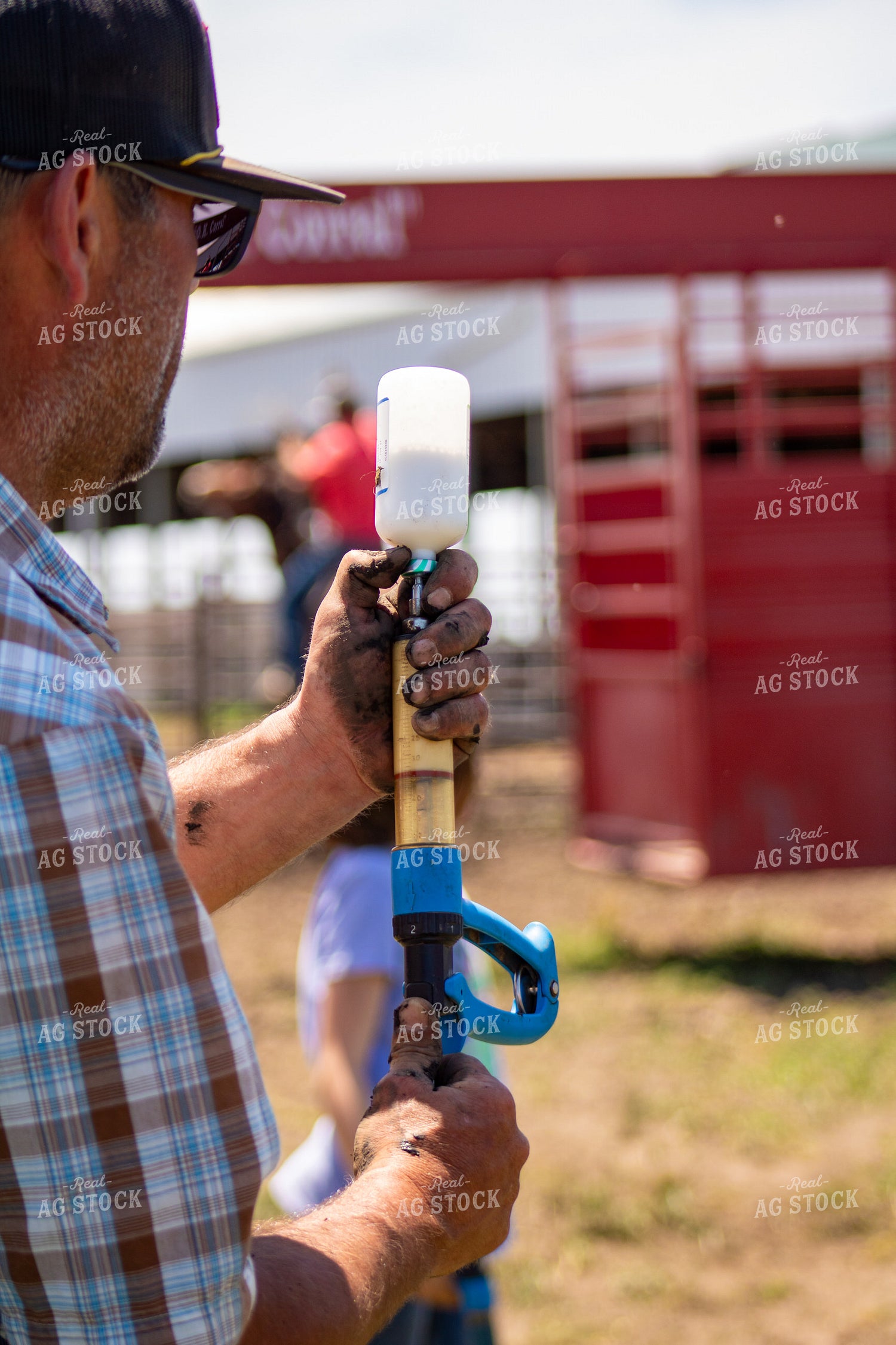 Cattle Producer Filling Livestock Syringe 214304