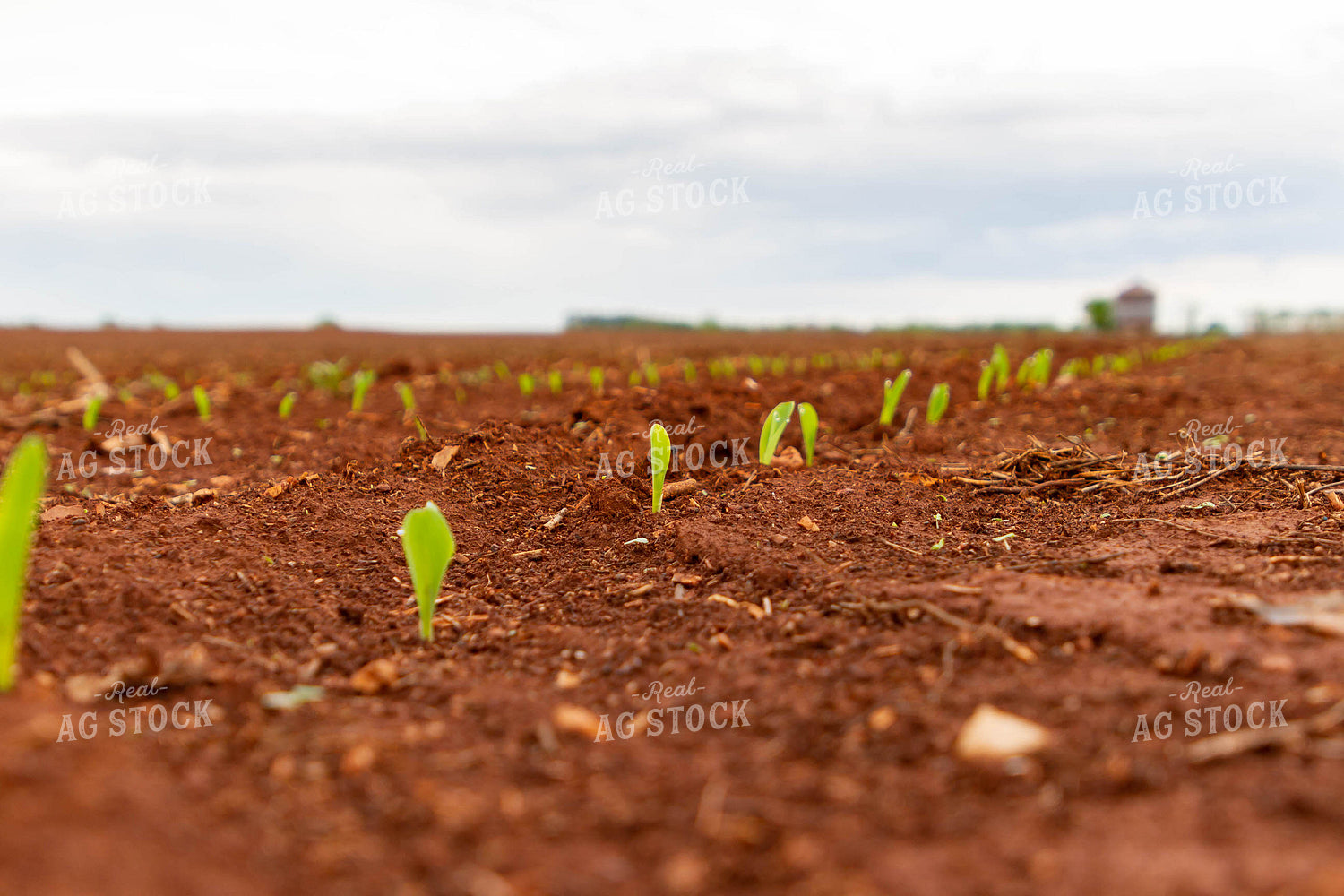 Corn Plant Sprouting 79257