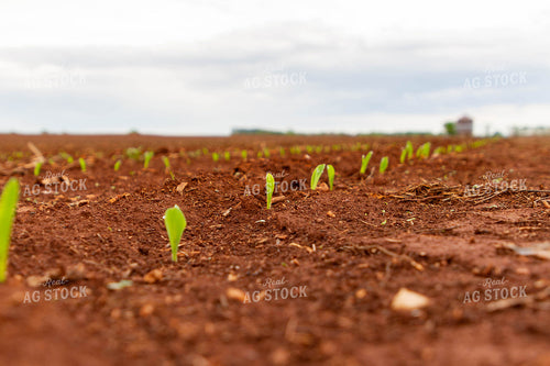 Corn Plant Sprouting 79257