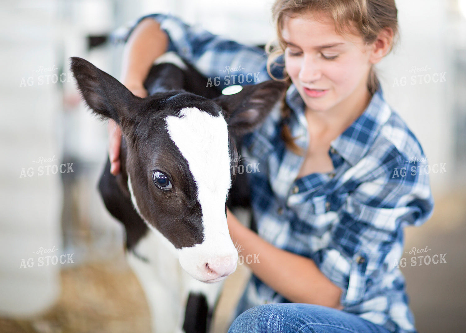 Farm Kid with Holstein Calf 55304
