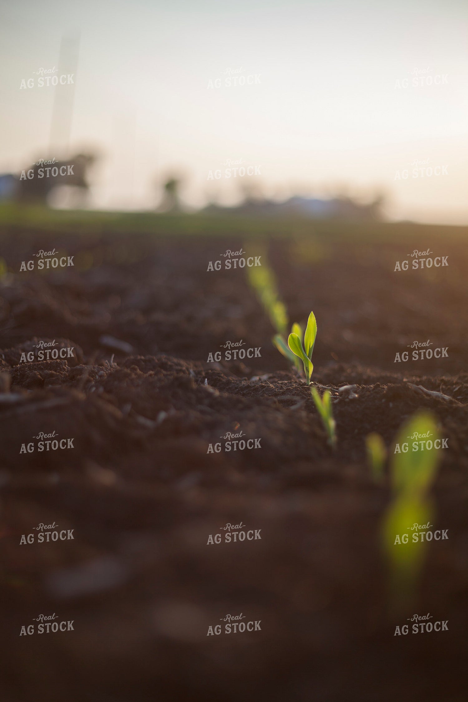 Corn - Early Growth 1142