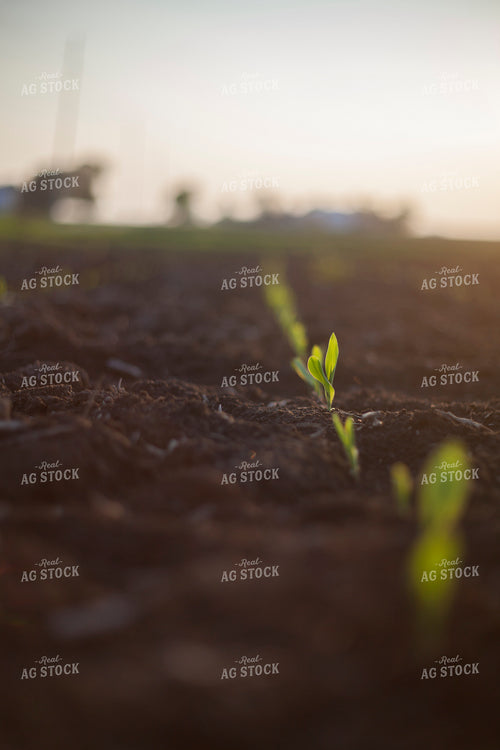 Corn - Early Growth 1142