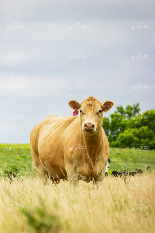 Charolais Cow 155257