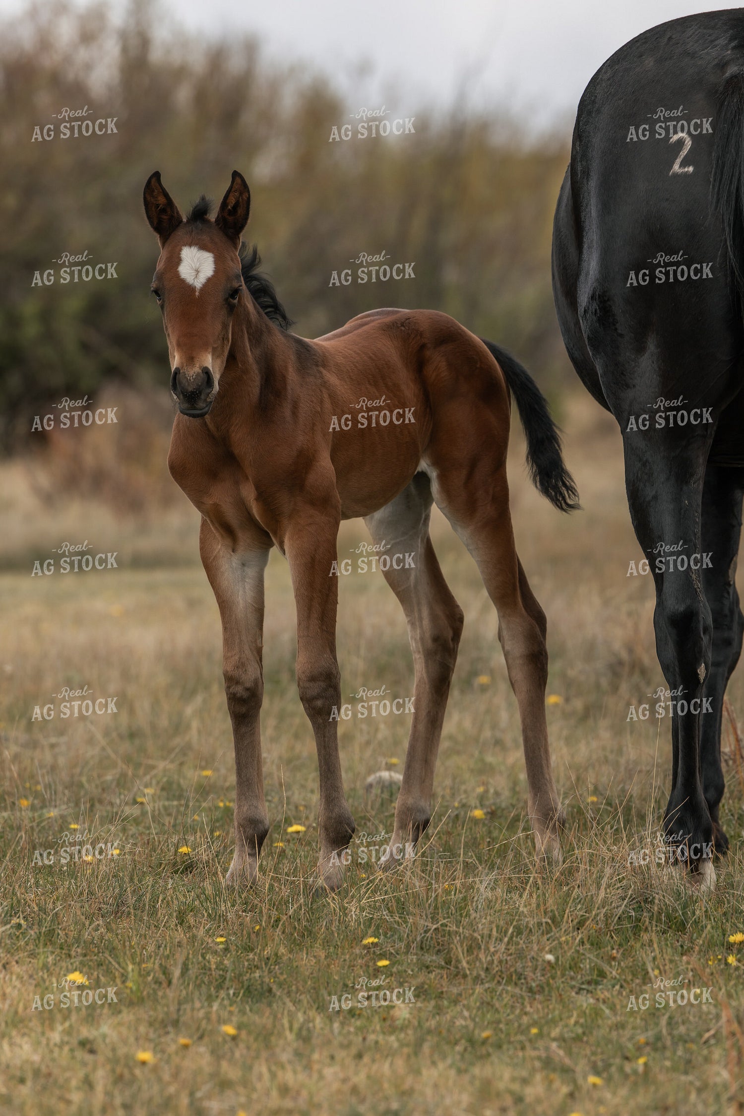 Foal 304090