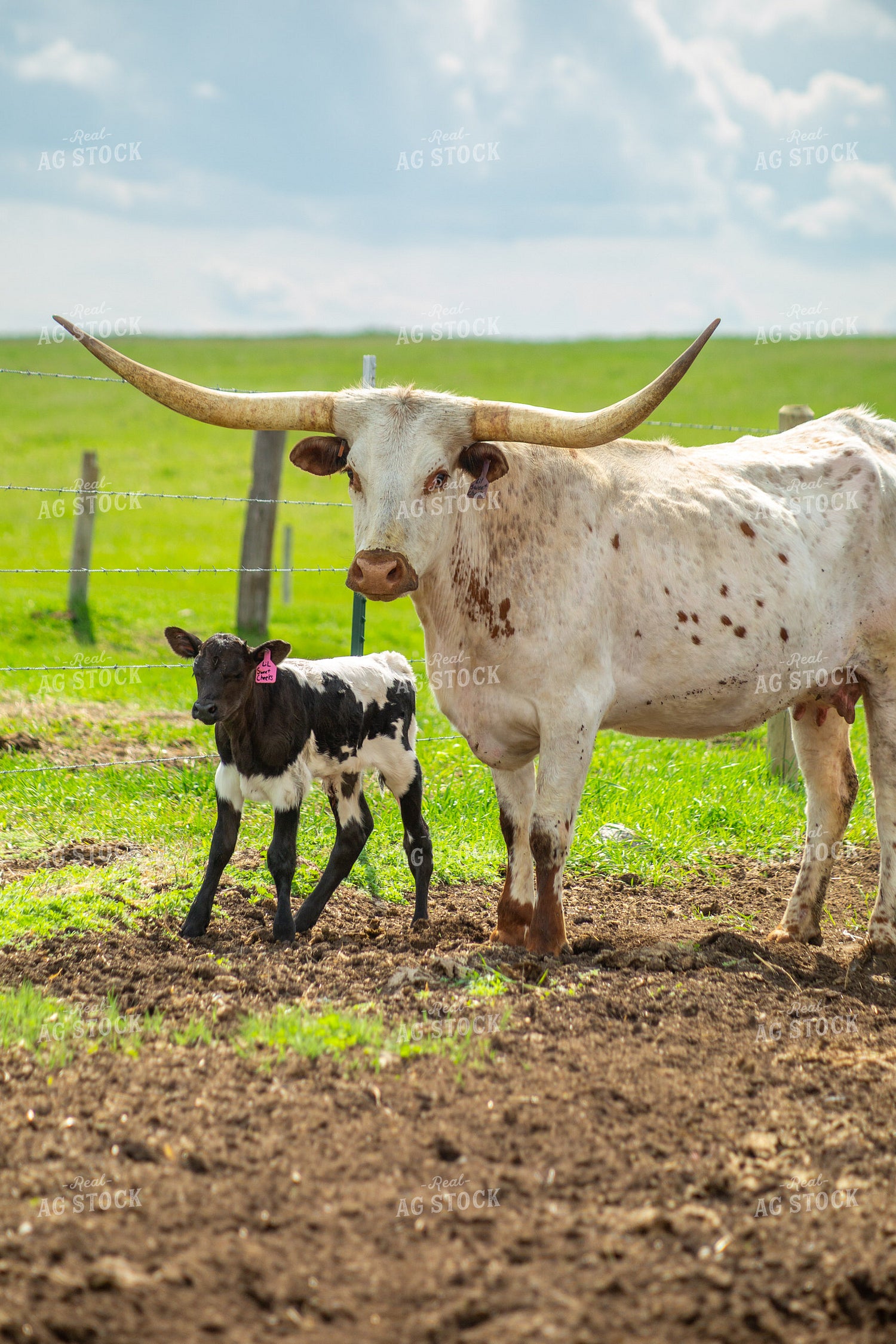 Longhorn Cow Calf Pair 155494
