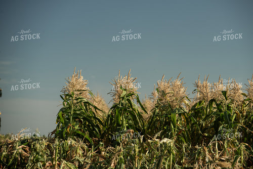 Cut Sweet Corn Field 76650