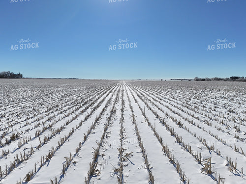 Snow Covered Corn Field 239092