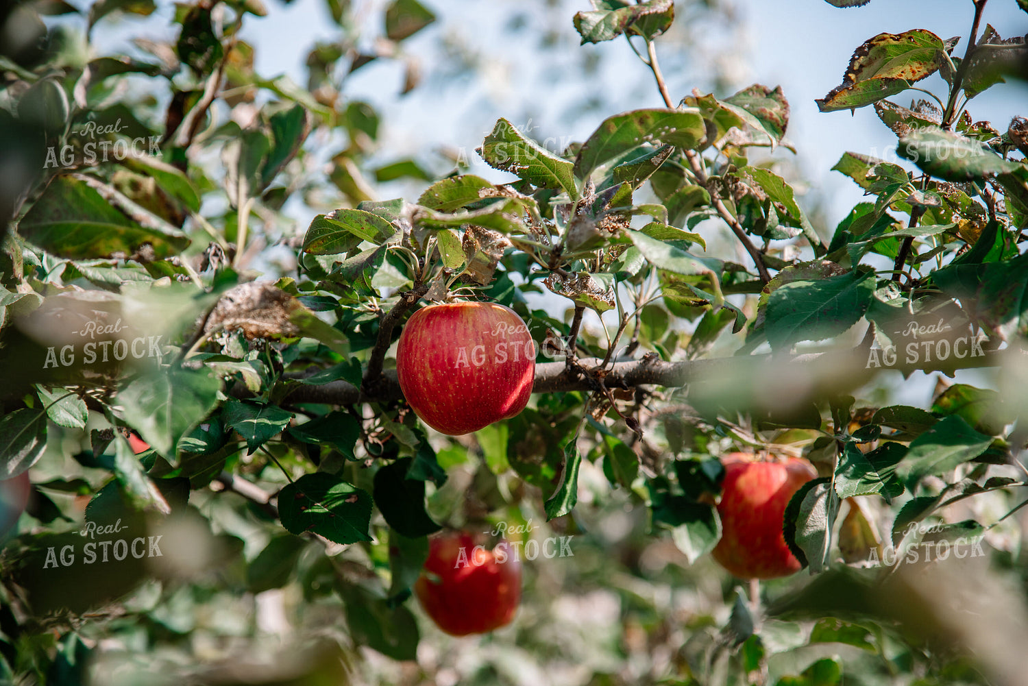 Honeycrisp Apples 137096