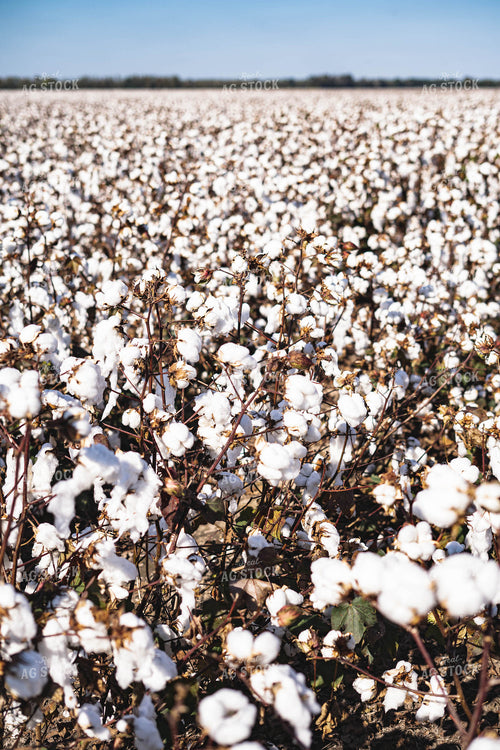 Field of Cotton 91018