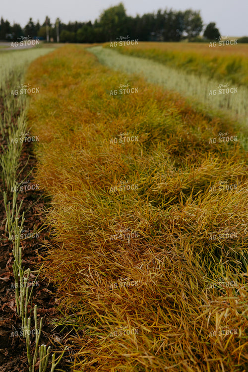 Semi Dried Canola Field 187224