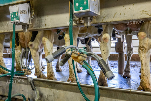 Milking Parlor 270350