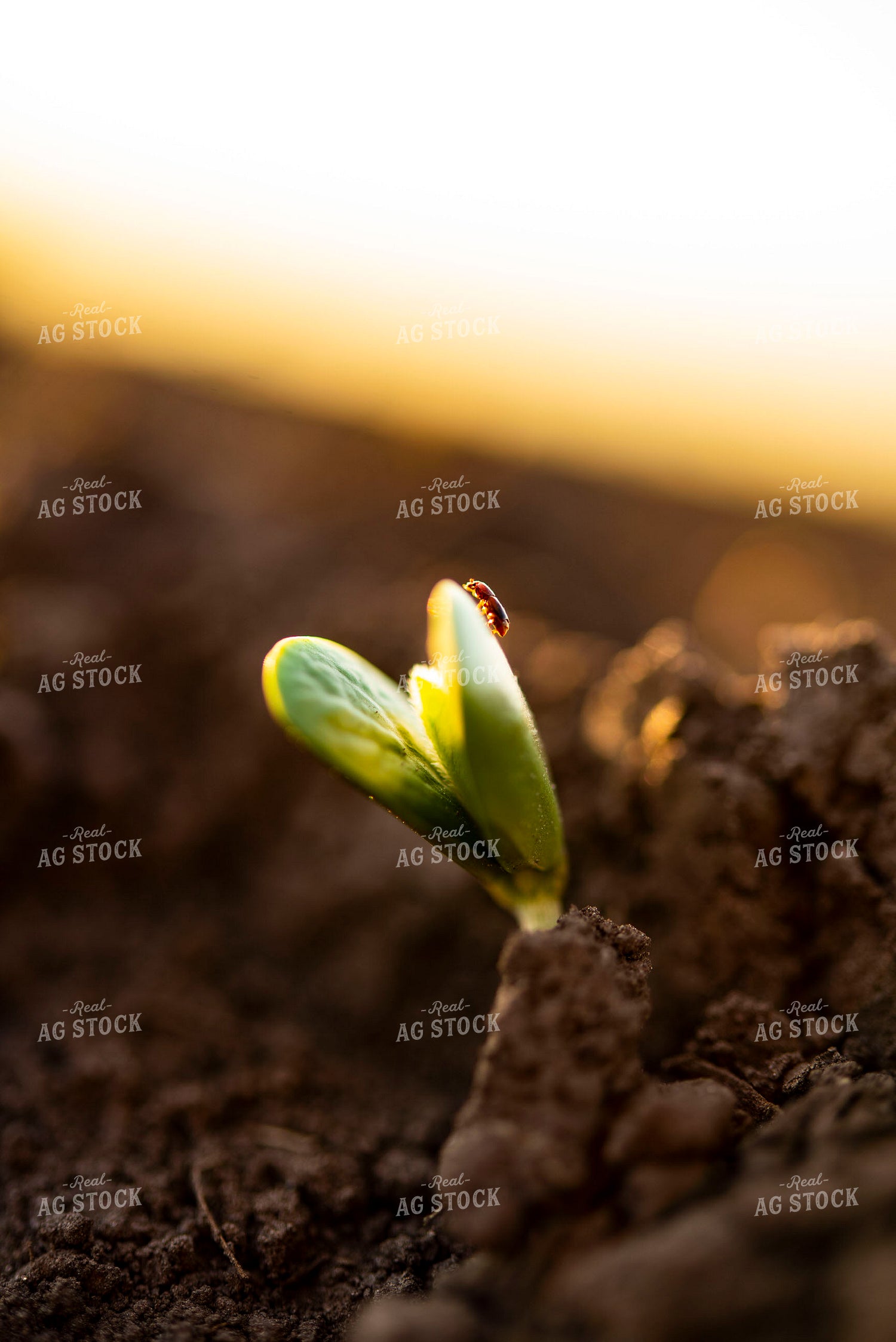 Bug Crawls on Plant as Soybean Emerges from Ground 136020