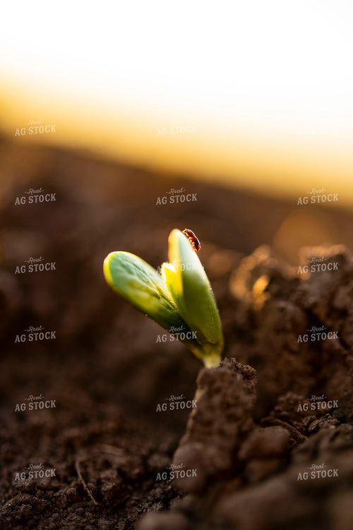Bug Crawls on Plant as Soybean Emerges from Ground 136020