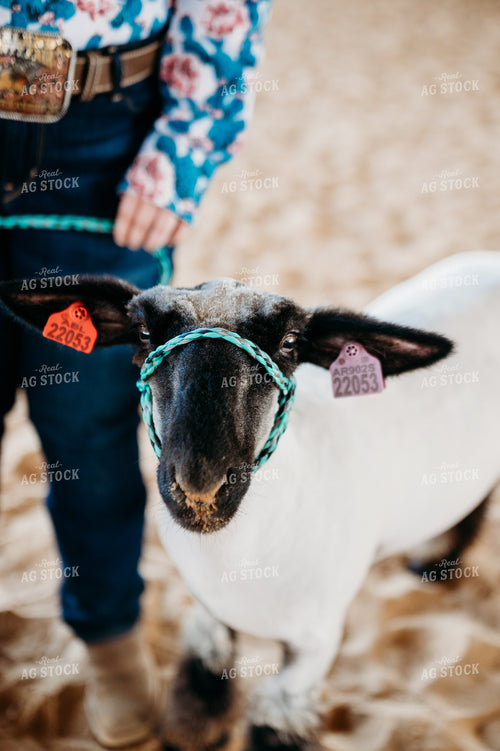 Farm Kid Showing Sheep 125073