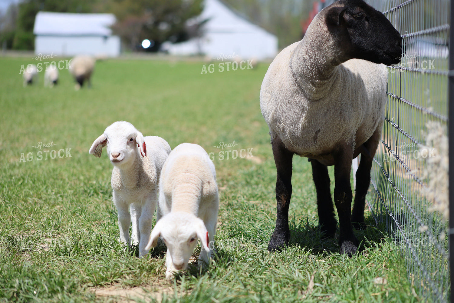 Lambs and Ewes 84265