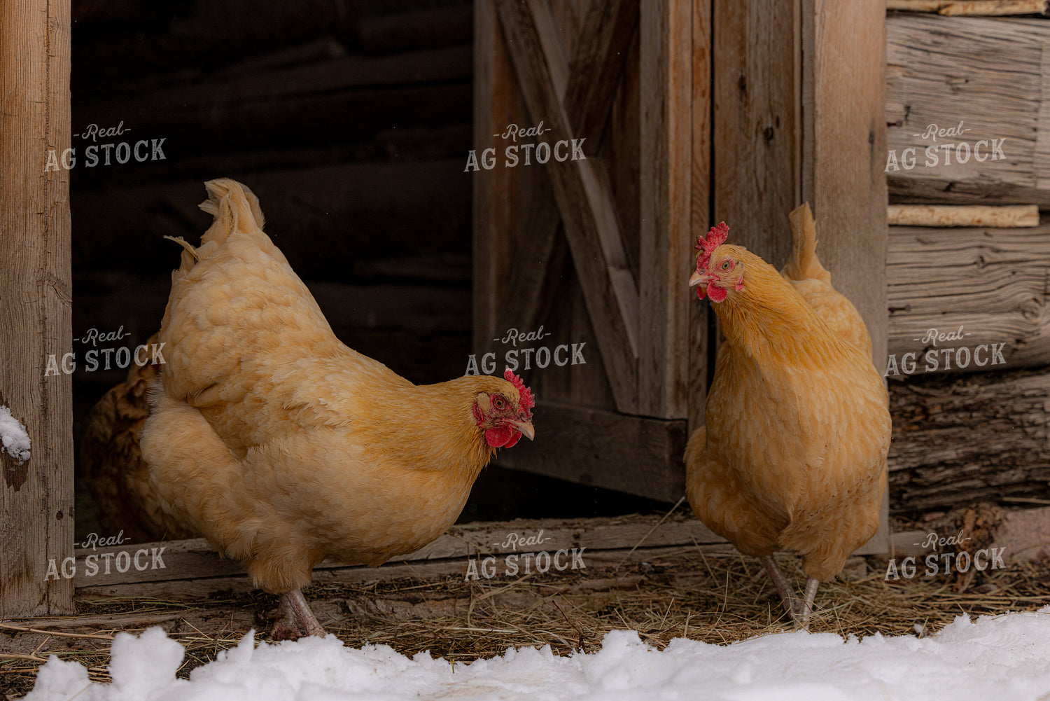 Chickens 304048