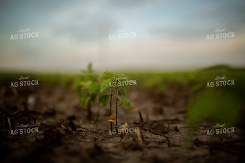 Early Growth Soybeans 6309