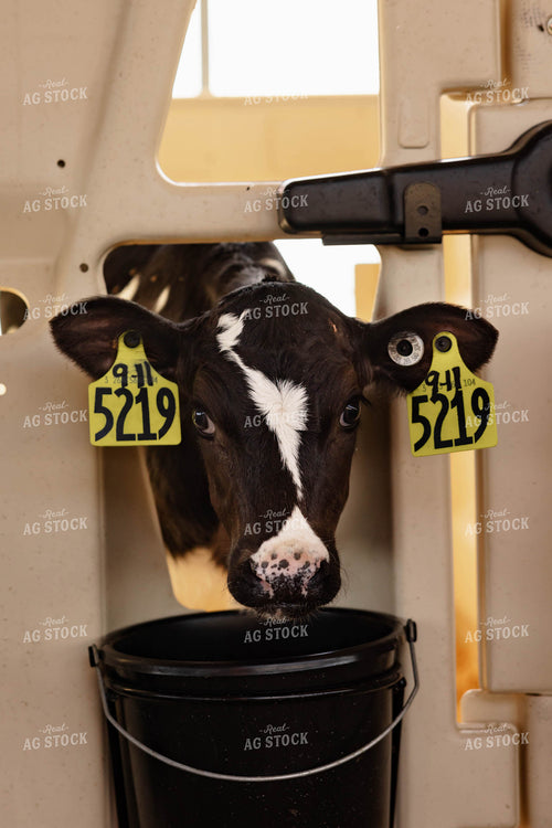 Holstein Calf 152350