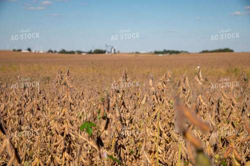 Dried Soybeans on a Sunny Day 25933
