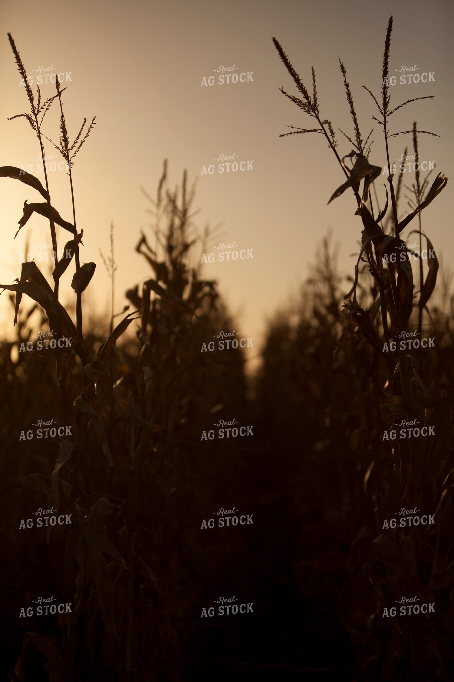 Corn - Dry 1333