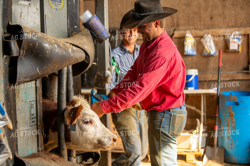 Ranchers Working Cattle 212151