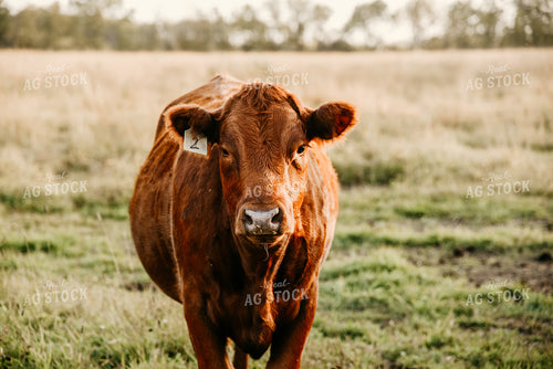 Cattle in Pasture 64154