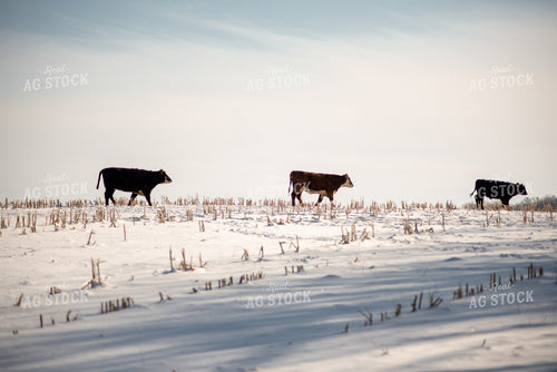Cattle in Snowy Corn Stalks 76030