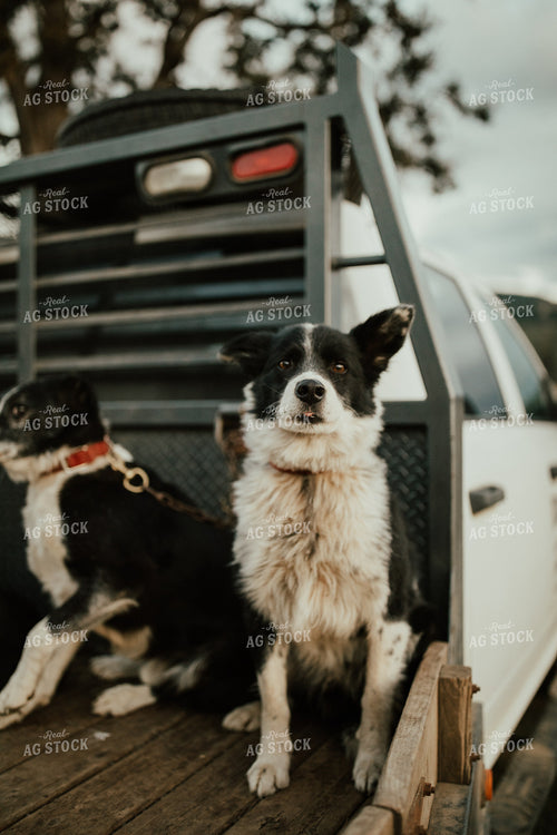 Ranch Dogs on Flatbed Pickup Truck 66013