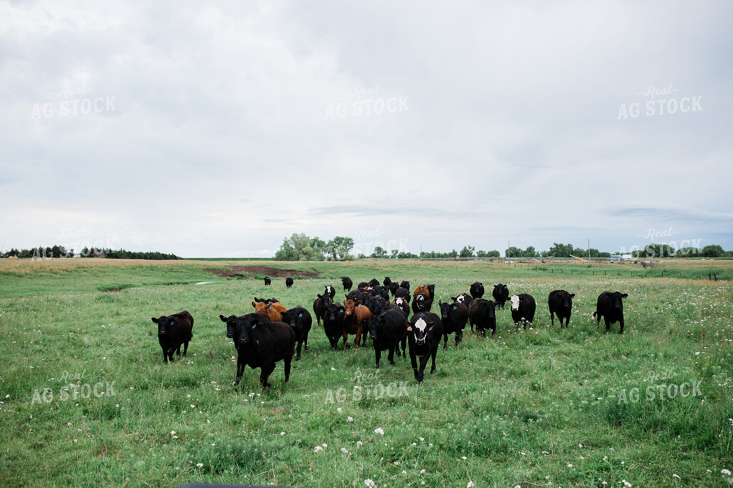Cow Herd in Green Pasture 53043