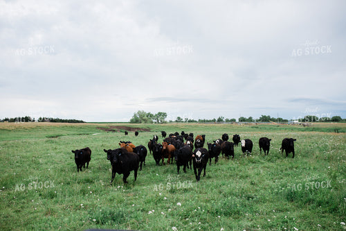 Cow Herd in Green Pasture 53043