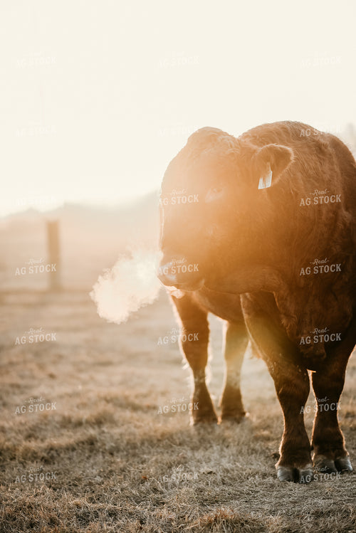 Black Angus Cow with Fence in Background 64181