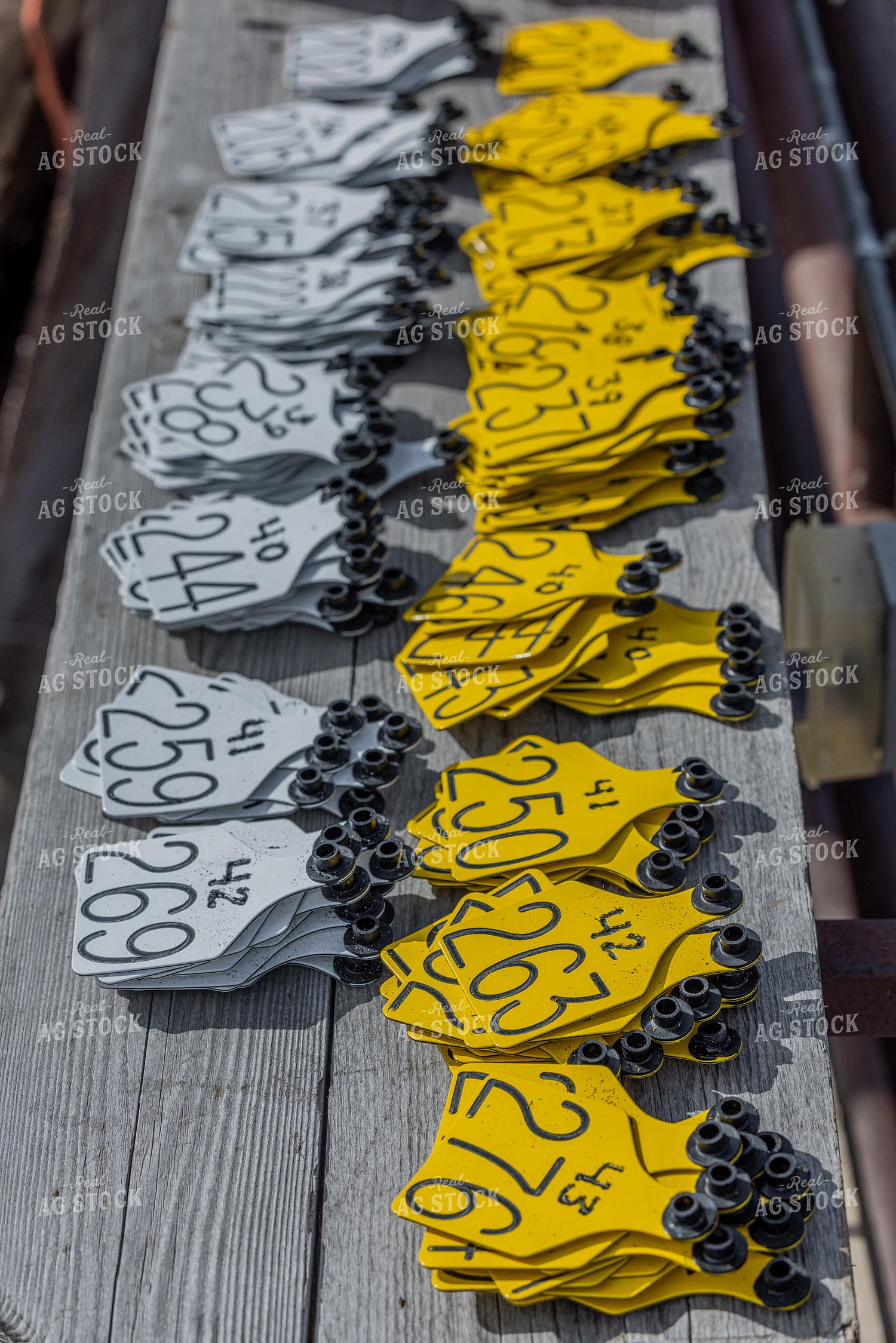 Ear Tags 304046