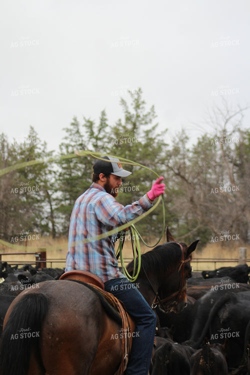 Sorting Cattle on Horseback 237028